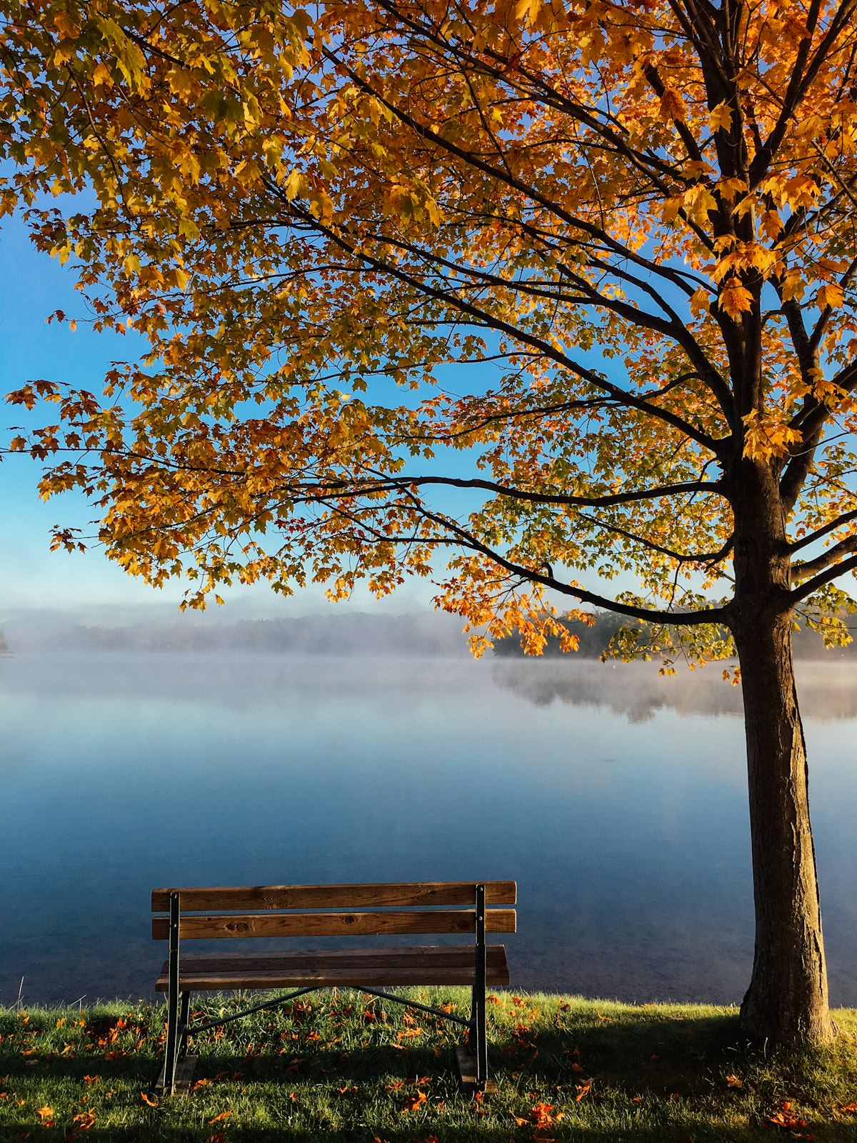 Banca de madera bajo un árbol de otoño junto a un lago en calma